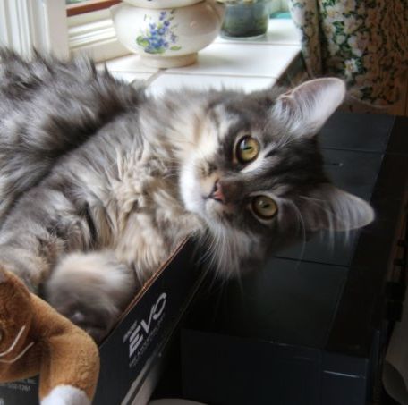 Cat lying in a box