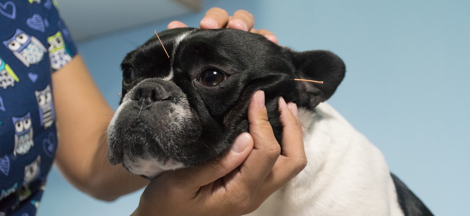 Small dog receiving accupuncture