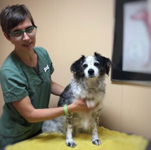 Dr. Wagner working with a dog Dr. Wagner working with a dog