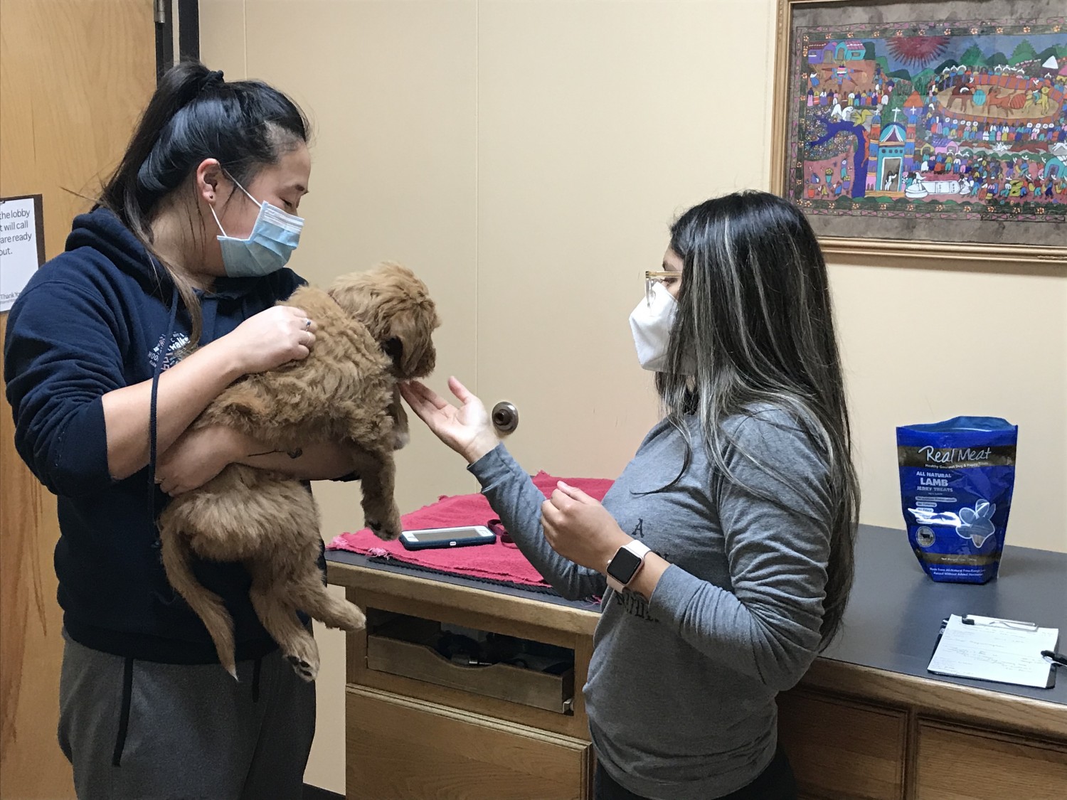 Small dog being examined by two veterinary workers