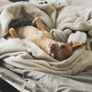 chihuahua lying in bed